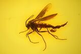 mm Fossil Fly (Diptera) In Baltic Amber - Nice Eye Preservation #123367-1